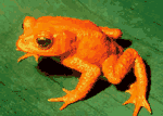 (4+3x7)-colour frog