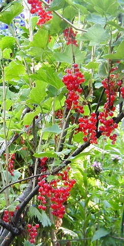 Red Currants, Terrace BC